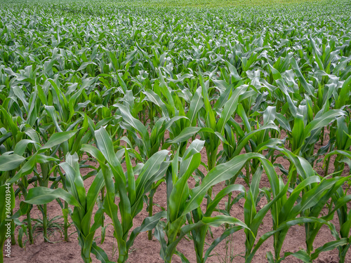  green maize field in summer when the weather is fine