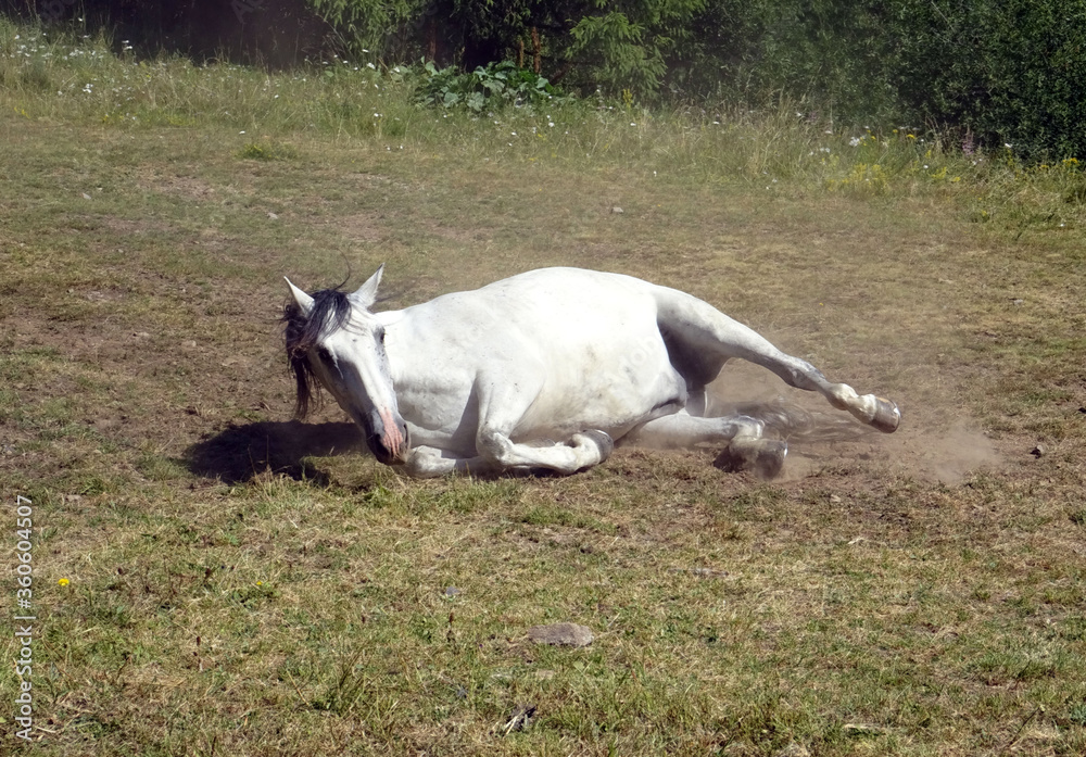Fotografie Cheval blanc
