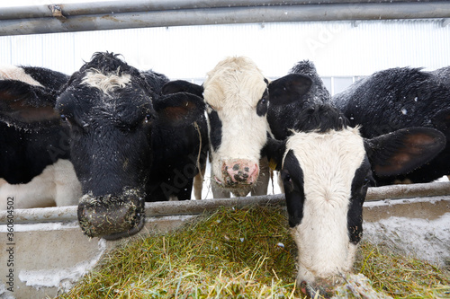 Old cowshed with cows in a stall near a tub with hay