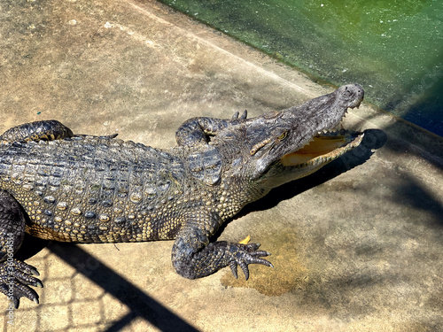 crocodile close-up. crocodiles in the sun on a crocodile farm. Vietnam