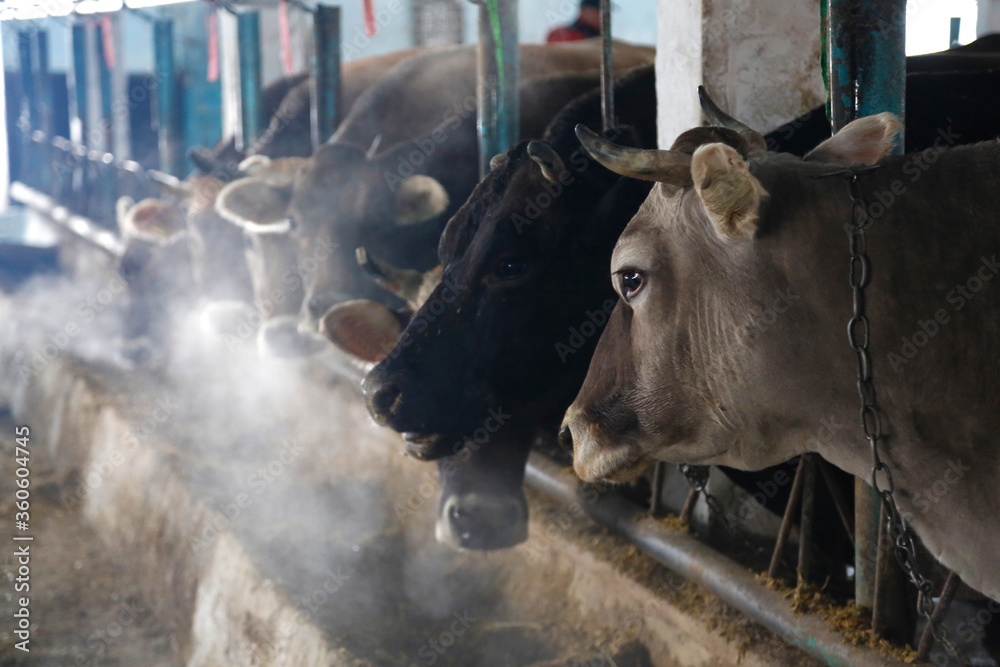 Old cowshed with cows in a stall near a tub with hay