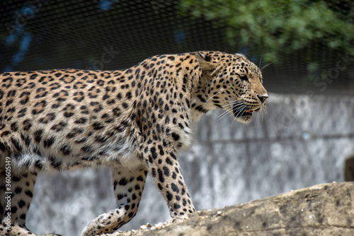 Ein Leopard im Zoo