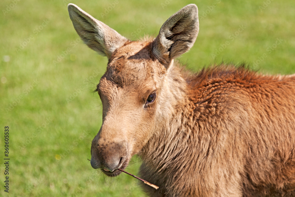 Fototapeta premium Elk calf in Bjurholm eating on a stick