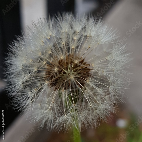 dandelion seed head