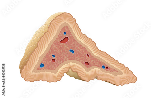 Adrenal Glands Diagram photo