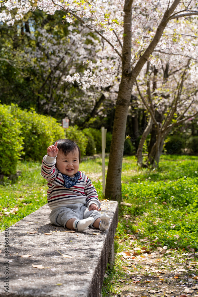 Fototapeta premium 桜と男の子