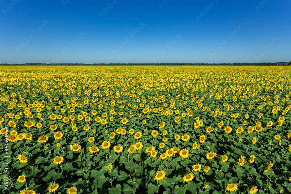 Sunflower field nature scene. Sunflowers. Sunflower field landscape. Sunflower field against blue sky
