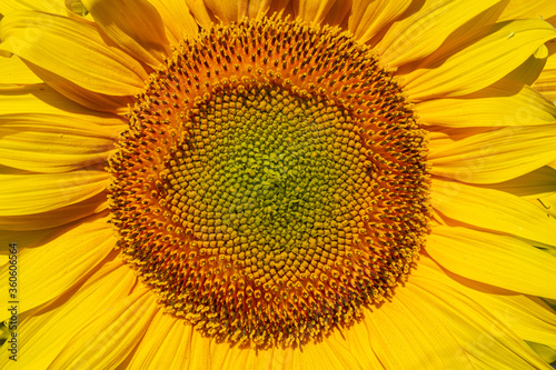 Yellow sunflower grows on a field close-up  texture  background