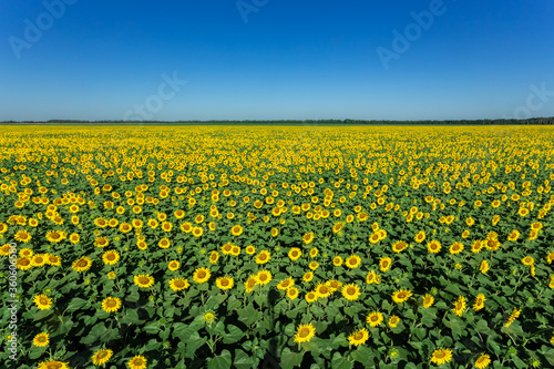 Sunflower field nature scene. Sunflowers. Sunflower field landscape. Sunflower field against blue sky © Nikolay Netsvetaev