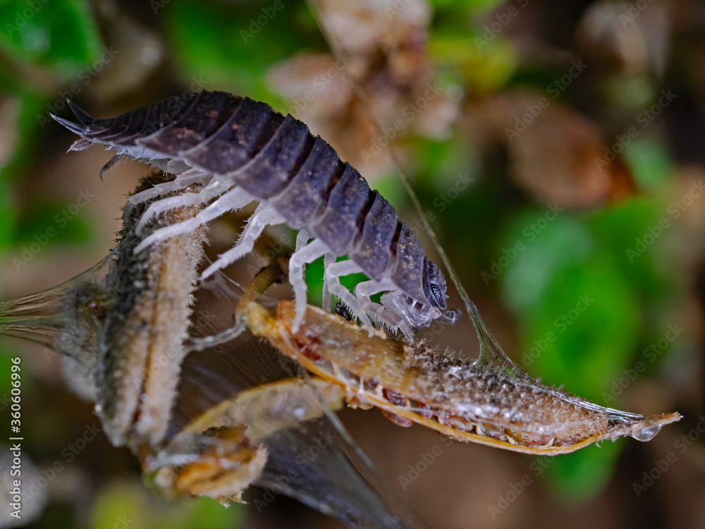 Woodlice, Landassel (suborder Oniscidea) Woodlice, Landassel (suborder Oniscidea)