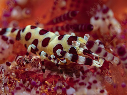 Two Coleman Shrimp, Coleman Garnele (Periclimenes colemani) photo