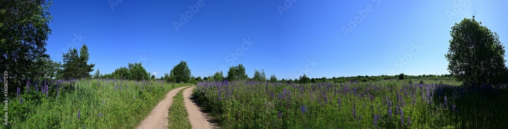 Wide-angle panoramic photo field with a tree on a background of clouds in summer sunny weather