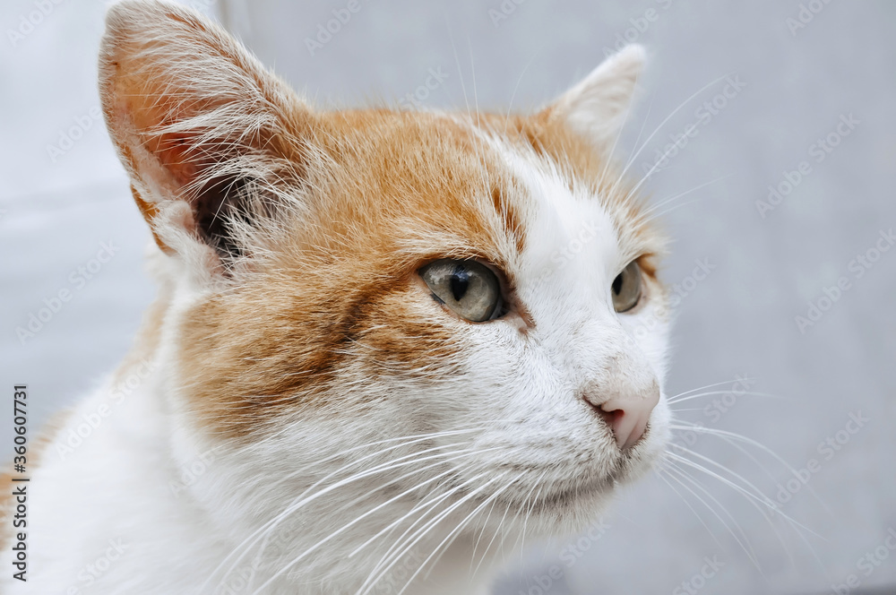 muzzle of a red and white cat muzzle of a red and white cat