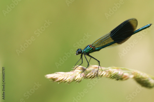A male Banded Demoiselle Dragonfly, Calopteryx splendens, perching on a grass seed head. © Sandra Standbridge