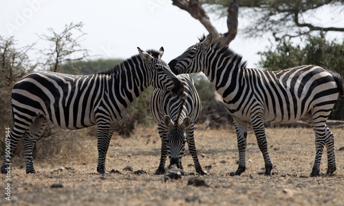 A heard of Zebra  Equus quagga  in the later afternoon near a waterhole  Kenya.