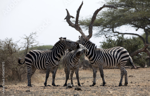 A heard of Zebra (Equus quagga) in the later afternoon near a waterhole, Kenya.