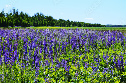 landscape field of blooming blue purple flowers against the background of the green forest going into the distance