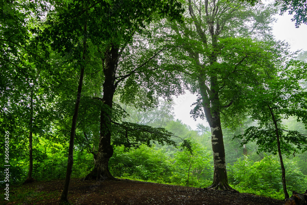 Naklejka premium Misty morning in summer forest