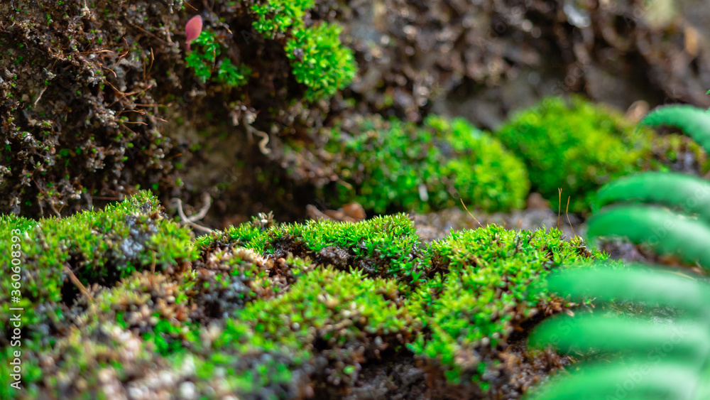 Lush green moss forest in blurry green fern Background, topical forest nature background Lush green moss forest in blurry green fern Background, topical forest nature background