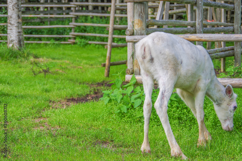 Fototapeta White baby reindeer eating grass near old log fence at farm