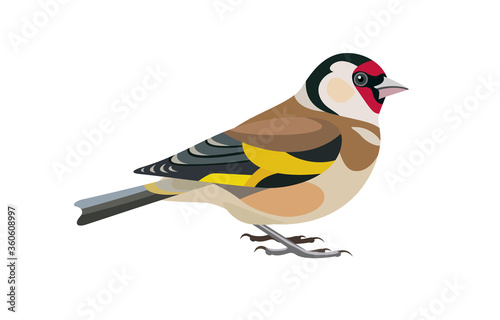 Fototapeta Goldfinch bird vector illustration. Side view.
