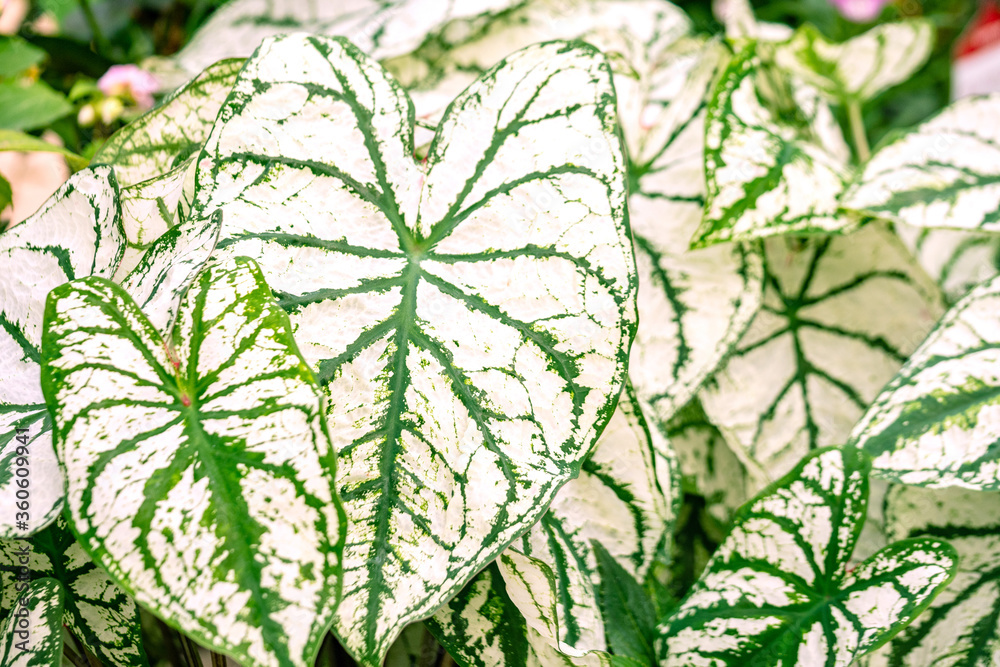 白い大きな葉っぱ カラーリーフの観葉植物 カラジウム カラジューム ホワイトクリスマス Stock Photo Adobe Stock