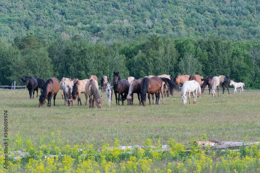Idyllic rural landscape. A herd of horses grazing in a meadow. Bashkortostan, Ural, Russia. Idyllic rural landscape. A herd of horses grazing in a meadow. Bashkortostan, Ural, Russia.