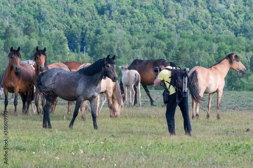 Ecotourism. A man takes a picture of horses grazing in a meadow.