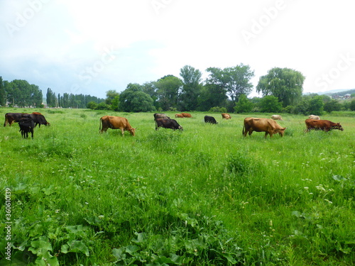 A herd of cows on a green meadow