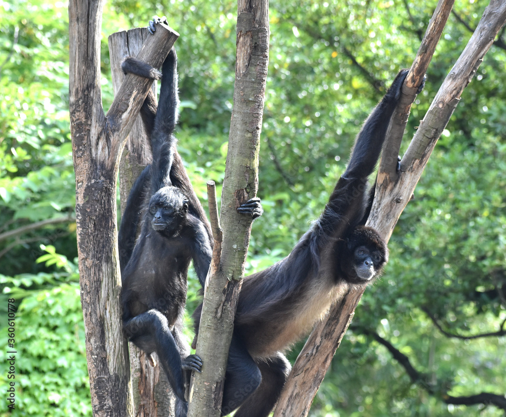 Naklejka premium ジェフロイクモザル
