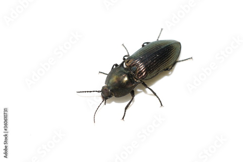 The click beetle Selatosomus aeneus isolated on white background