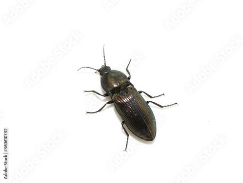 The click beetle Selatosomus aeneus isolated on white background © hhelene