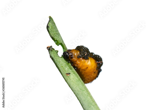 Red lily beetle larva Lilioceris lilii carry its own feces on its back for protection photo