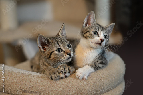 Two cute gray patchy cats on couch in domestic environment. Lovely kittens on the lookout.