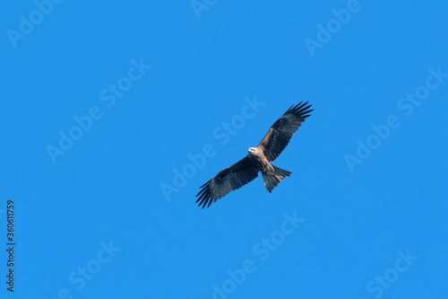 Steppe eagle flies in the blue sky. Bashkiria national park  Bashkortostan  Russia.