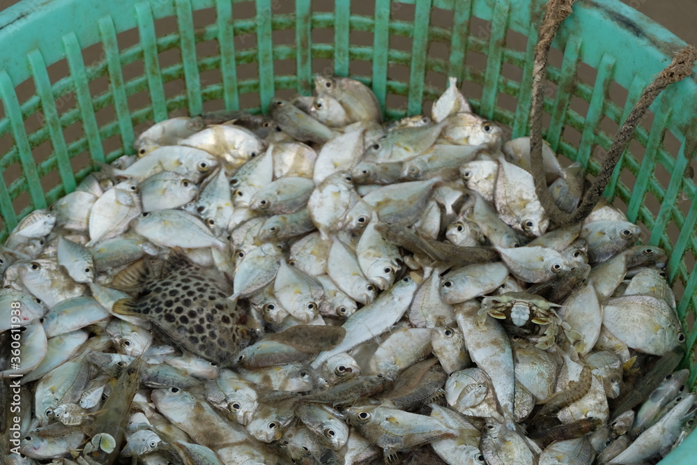 Sea fish in a plastic basket caught by fishermen ashore in the morning beach.