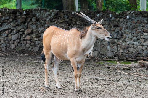 Foto Common Eland (Taurotragus oryx) is the largest of the African antelope species