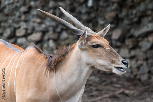 Quadro su tela Common Eland (Taurotragus oryx) is the largest of the African antelope species