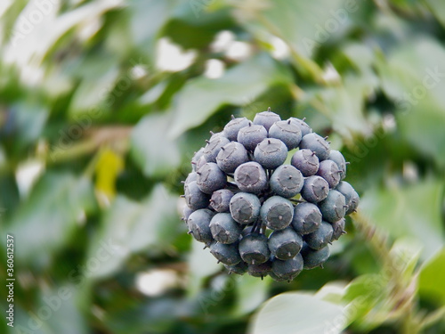 One hederahelix roundleaf-greenbriar-berries cluster with large black sectors shooted close-up with green leaves defocused background and a impressive circular blur photo