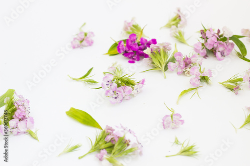 white and pink small flowers on a white background 