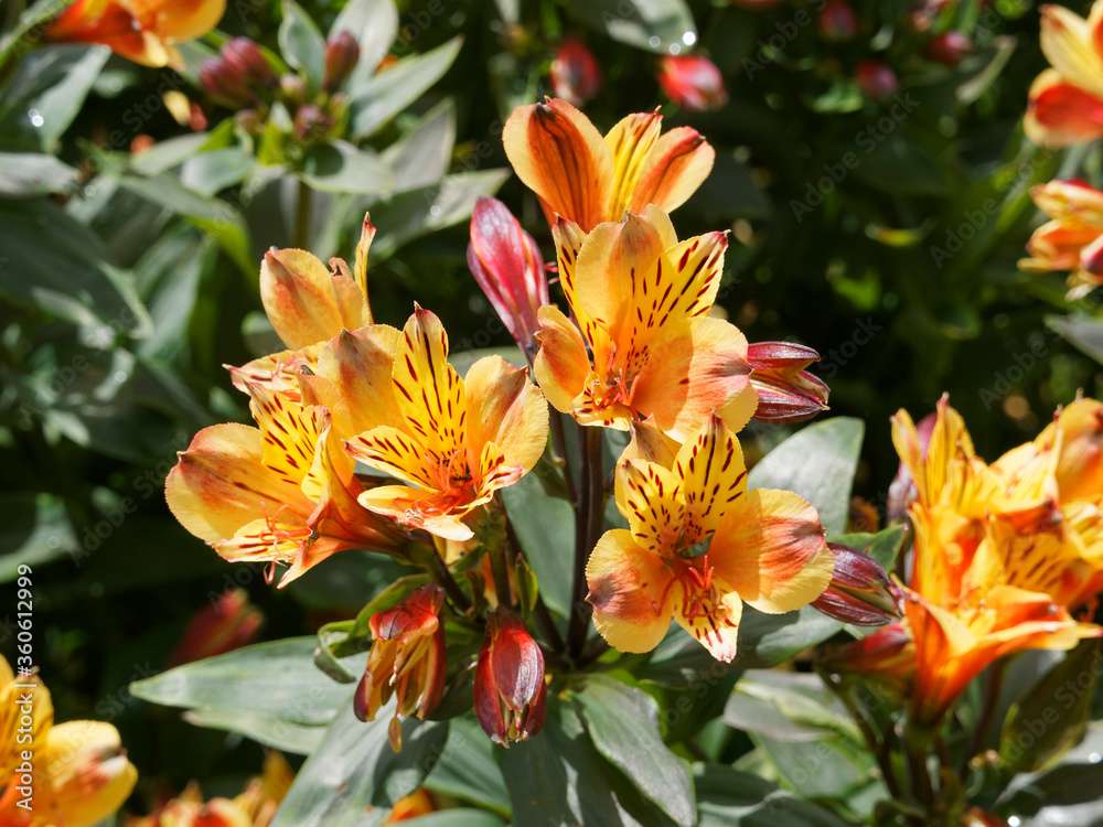 Alstroemeria aurea | Bouquet flamboyant de lys des Incas ou lys du Pérou aux fleurs tigrées de jaune et orange vif, maculées de brun au sommet d'une hampe au feuillage vert foncé Alstroemeria aurea | Bouquet flamboyant de lys des Incas ou lys du Pérou aux fleurs tigrées de jaune et orange vif, maculées de brun au sommet d'une hampe au feuillage vert foncé