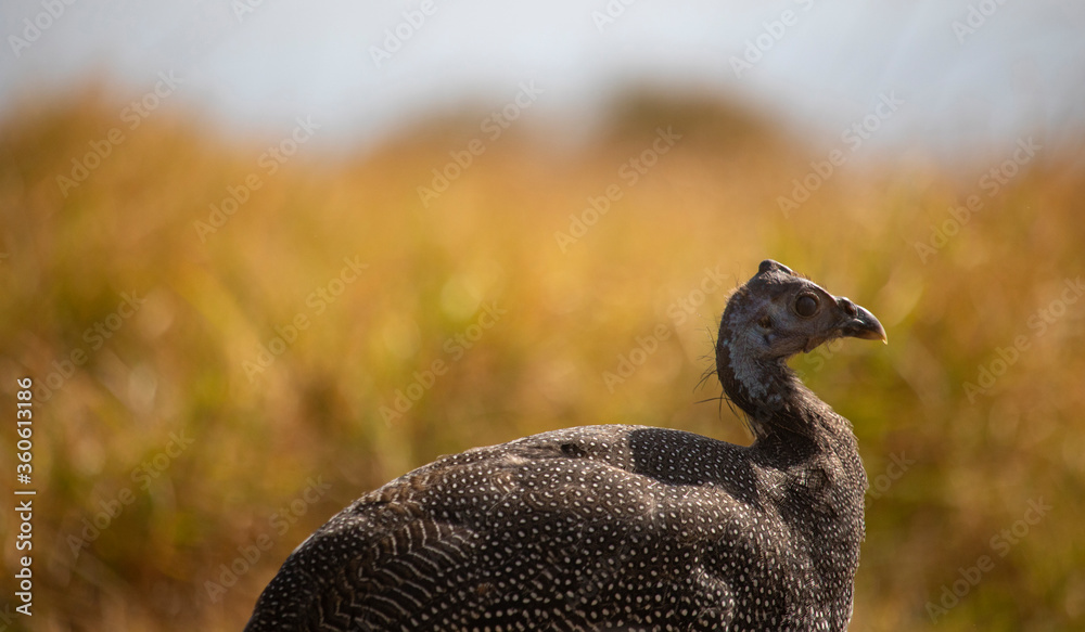 Teenage guineafowl sitting in front of a field and ocean. Teenage guineafowl sitting in front of a field and ocean.