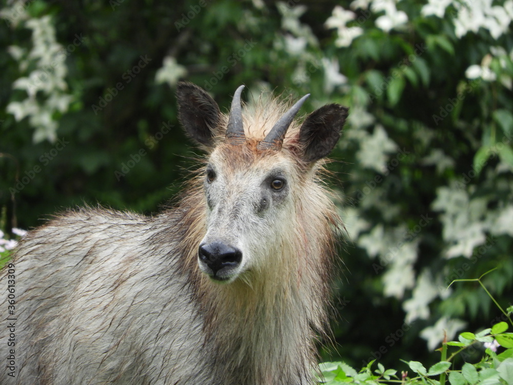 Fototapeta premium 二ホンカモシカ
