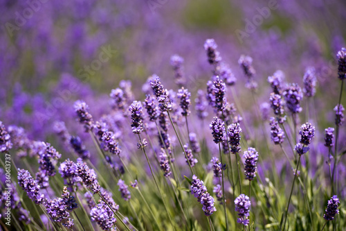 Lavender Field in the summer. Aromatherapy. Nature Cosmetics.