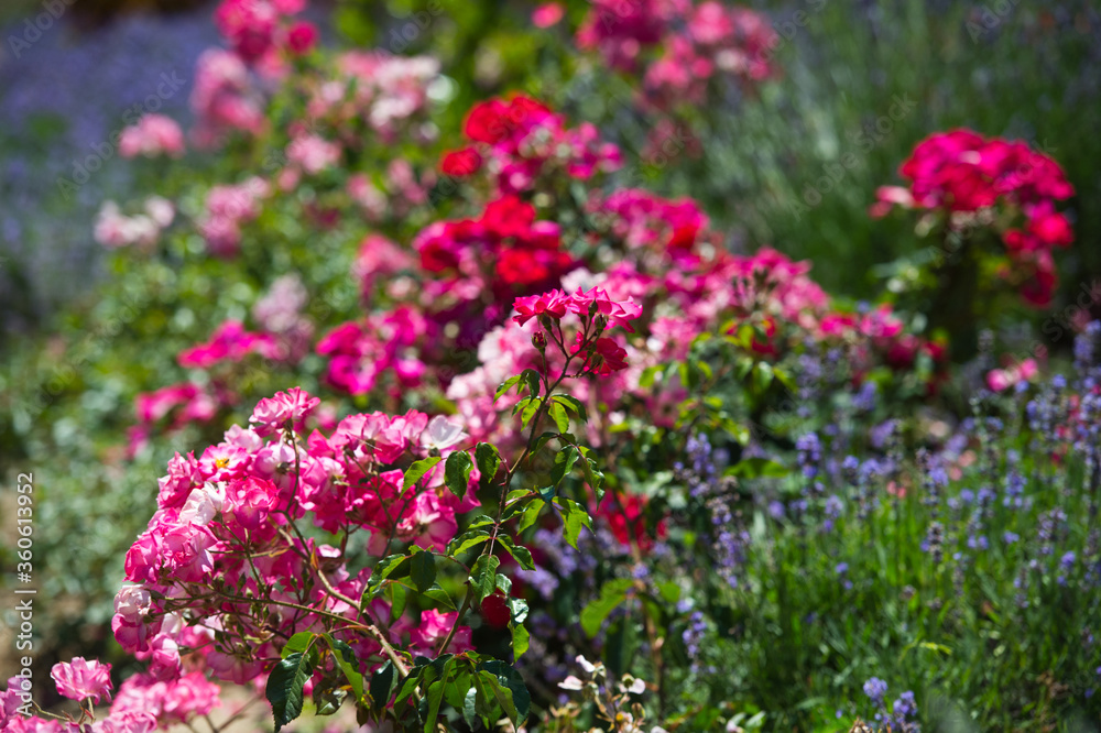 Roses and lavender in the same flowerbed. Flowerbed of continuous flowering. Roses and lavender in the same flowerbed. Flowerbed of continuous flowering.