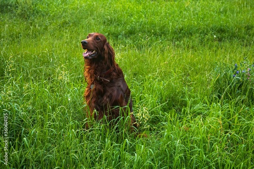 Red Irish Setter walks in the grass