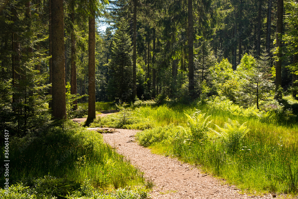 Fototapeta premium In den Wäldern des Schwarzwaldes