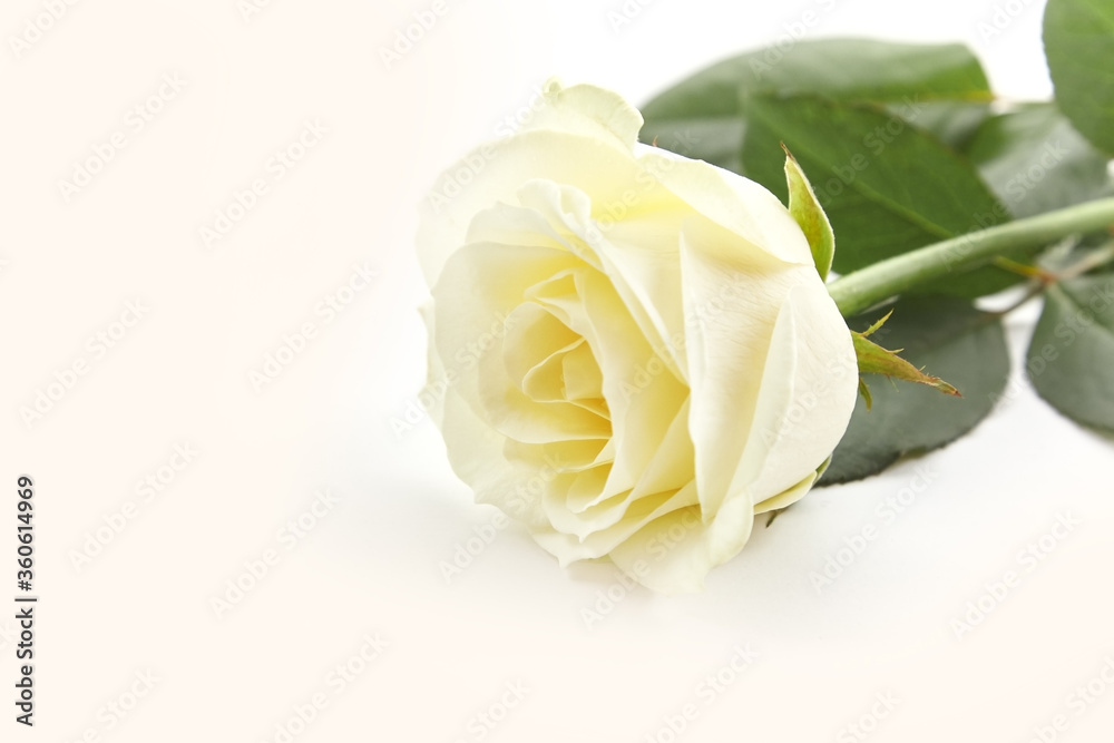 White beautiful rose on a light background close-up with blur White beautiful rose on a light background close-up with blur