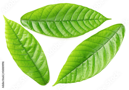 fresh cocoa leaves isolated on white background, top view