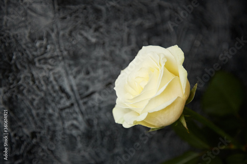 White beautiful rose on a dark background close-up with blur